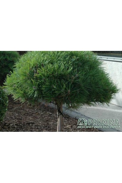 Сосна чорна Брепо на штамбі